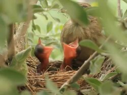Baby birds Stock Footage
