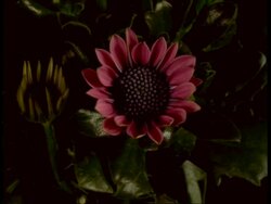 MS time lapse Osteospermum flower, blooming and then wilting as second one blooms Stock Footage