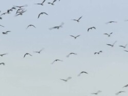MS TU ZO Flock of ducks scatter and taking off to air / United Kingdom Stock Footage