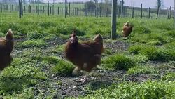 Economic hurdles and opportunities of Brexit News Clip