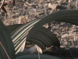 Welwitschia (Welwitschia mirabilis) Leaf detail, near Twyfelfontein, North Western Namibia Stock Footage