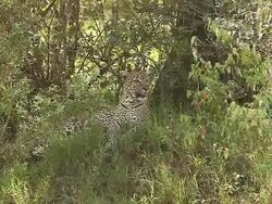 MS Leopard sitting in grass relaxingand looking around / National Park, Africa, Kenya Stock Footage