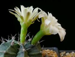 Cactus flowers blooming timelapse Stock Footage