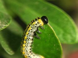 Vermin Stock Footage