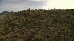 Cacti and scrub brush grow on desert hills and plains. Stock Footage