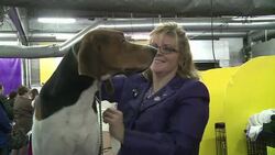 CLEAN : Treeing walker coonhound shines News Clip