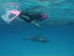 MS snorkeller swimming with large pod of Spinner dolphins, Stenella longirostris, Egypt Stock Footage