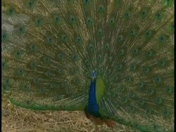 Peacock (Pavo cristatus) male in courtship display, Bandhavgarh National Park, India Stock Footage