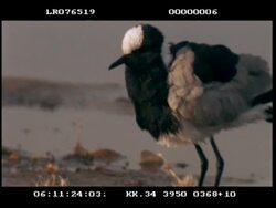 MCU Blacksmith plover bathing and preening Stock Footage