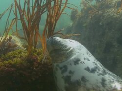 Grey Seal Stock Footage