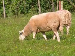 MS Three sheep grazing at meadow / Saarburg, Rhineland Palatinate, Germany Stock Footage