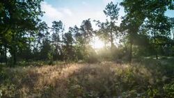 Sunrise in the forest early in the morning. Time lapse. Stock Footage