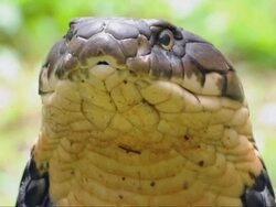 king cobra Stock Footage