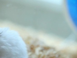 Sleeping Hamster Stock Footage