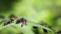 Ants with wings crawling across the grass. Stock Footage