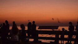Silhouette: people use monopod selfie stick to take seagull photo Stock Footage