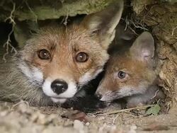 MS Shot of red fox  mother and cub sitting at Den entrance / Calvados, Normandy, France Stock Footage