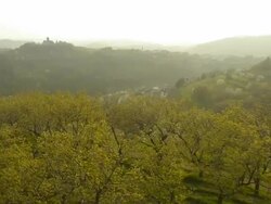 Aerial HD: Over Peach Plantation Trees Stock Footage