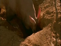 MS Aardvark (Orycteropus afer) side angled view, as he digs hole in ground, big sunlit pink ears Stock Footage