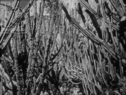Cactus plants. France, 1955 Stock Footage