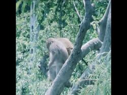 SYND 28 5 77 COLONY OF WILD BABOONS NEAR METZ News Clip