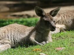 Video of Kangaroo on the grass Stock Footage