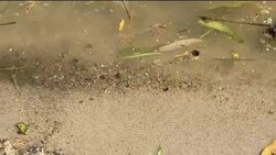 WRAP Danube water tests downstream of sludge News Clip