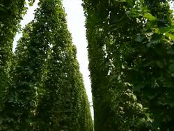 HD Hop garden against sky tracking shot Stock Footage