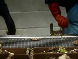 Oyster Stock Footage