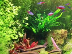 Sea life Stock Footage