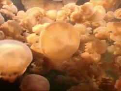 Jellyfish (Mastigias sp.) look up through hundreds to surface, Jellyfish lake, Palau, Western Pacific Stock Footage