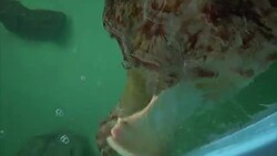 Injured Sea Turtle is Nursed Back to Health on South Padre Island, Texas Stock Footage