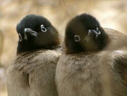 CU Pair of white spectacled Bulbuls (Pycnonotus xanthopygos) standing close together on tree / Ein Bokek, Judea Desert, Israel Stock Footage