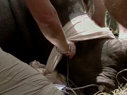 MS Tranquilized rhino sips water from tube / Save Valley, Southern Zimbabwe, Zimbabwe Stock Footage
