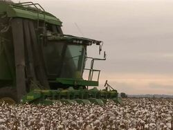 MS Cotton harvester (picker) through frame in cotton field Stock Footage