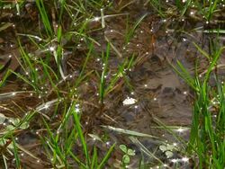 Puddle 007 1080p24 Seamless Loop Stock Footage