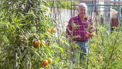 Senior man picking tomatoes in his allotment Stock Footage