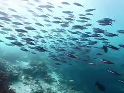 MS PAN Shot of Schooling fusiliers fish swimming action with divers / Sipadan, Semporna, Tawau, Malaysia Stock Footage