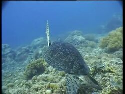 MS Green Turtle, swims off, swims over reef, tracking right and forward, Layang Layang, Malaysia Stock Footage