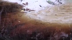 CLEAN : Beaches from illegal mining scar Colombias Amazon News Clip