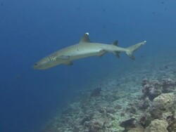 Whitetip Reef Shark Stock Footage