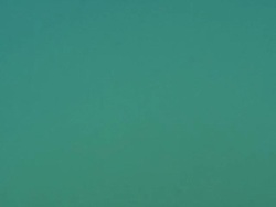 Dolphins Swimming Off The Coast Mozambique News Clip