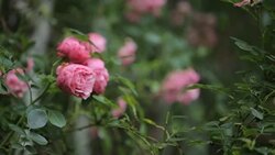 Roses in the garden Stock Footage