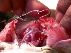 Frog heart Stock Footage