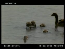 MCU Egyptian goose (Alopochen aegypticus) goslings grazing, Mother looking on, Botswana Stock Footage