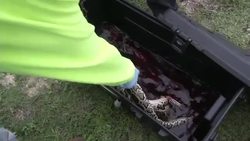 Florida Python Hunters Celebrate 1,000th Capture Instructional Video