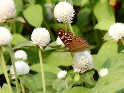 Butterfly Stock Footage