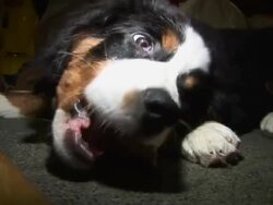 HD: Dog Stock Footage