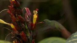 A hummingbird feeds on tropical flowers. Stock Footage