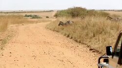 Great Wildebeest Migration in Kenya Stock Footage